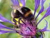 Bombus soroeensis